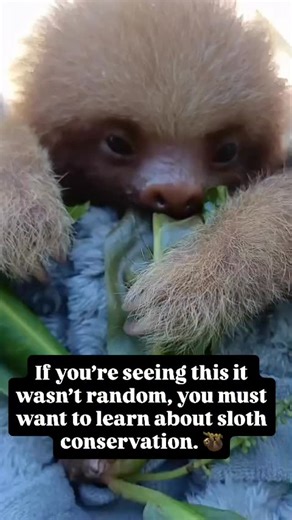 If the algorithm sent you here, you must love sloths! #theslothinstitute #slothconservation #slothrescue #costarica | The Sloth Institute Costa Rica