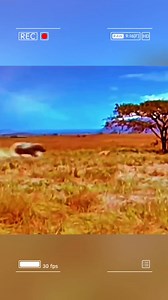 The leopard attacks the baby hippo and the outcome! #fypシ゚ #foryouシ #wildanimals #animals #wildlife #leopard #hippo | Wildlife288