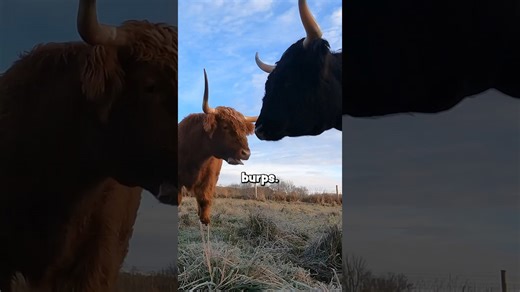 Cow Burps vs. the Planet: The Methane Mystery Unraveled