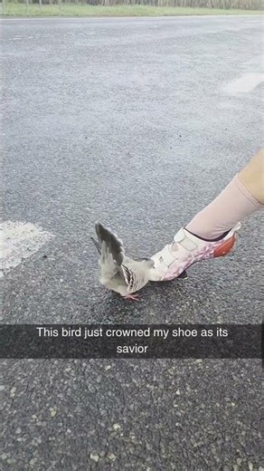 Untitled Facebook Video