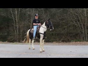 Nacho Spotted Saddle horse for sale at McNatt farms