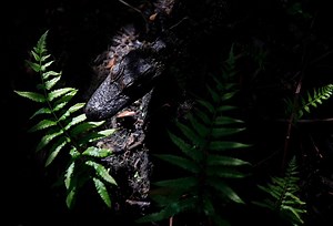 Check out this video of alligators of all ages sunning and swimming in Sawgrass Lake in St. Petersburg. Remember that as the weather warms, alligators become more active, so keep an eye out if you're near water with pets or children. And never feed gators. | Tampa Bay Times