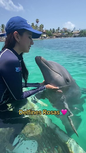 El color de los delfines: descubre su variedad