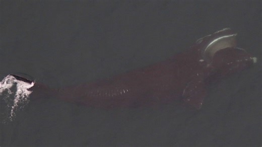 33 critically endangered whales spotted in Cape Cod Bay in one day