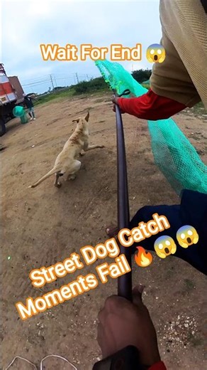 Dog Catching Fails Harihara #dog #dogwithpublicsafety #fail #gojo #pets