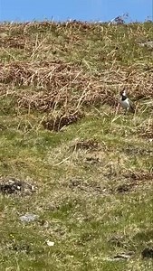 • Lapwings • You’ll find lapwings sweeping low over farmland, wetlands, and upland grass parks, especially in spring when their aerial displays turn very eye catching Their eerie “pee-wit” cry echoes across the landscape, giving them one of their many names the ‘Peewit’ While numbers have sadly decreased over the years, mainly due to habitat loss, predation and wetland loss. It is incredibly encouraging that our keepers are still seeing healthy numbers. This alone highlights how well managed moo