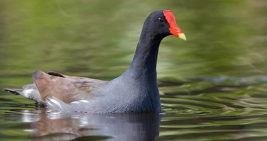 Common Gallinule Identification, All About Birds, Cornell Lab of Ornithology