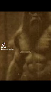 264K views · 3.2K reactions | Is this what you saw? #bigfoot #giants #fyp #viral #ai | Kentucky Bigfoot Research Organization | Facebook