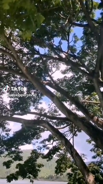 Exploring Mudskipper Underwater Lyrics: A Deep Dive