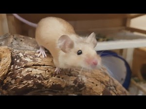Super Friendly Little Mice :)