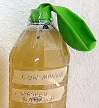 Turning Biomass into Biofuel: These Cows Are Making Massive Amounts of Potential Alternative Energy  | Science Buddies Blog