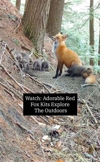 794K views · 10K reactions | A litter of red fox kits born in a national park have ventured out of their den while their patient mama keeps an eye on them. | The Weather Channel | Facebook