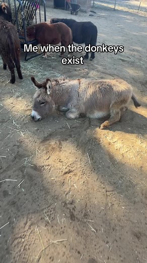 Adorable Donkeys That Will Steal Your Heart