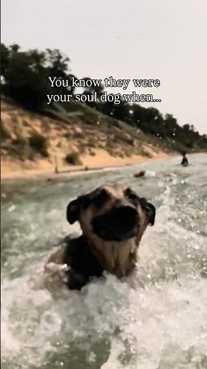 How you know they were your soul dog