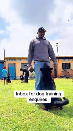 Dog Training Tips: How to Train Your Dog Effectively