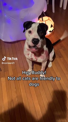 Cat Attack on Dog - Dramatic Encounter Caught on Video