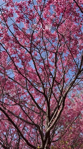 静岡県伊豆市恋人岬で 土肥桜と岬から見える富士山と駿河湾を撮影しました #恋人岬 #土肥桜 #富士山のある生活 #伊豆半島 #土肥