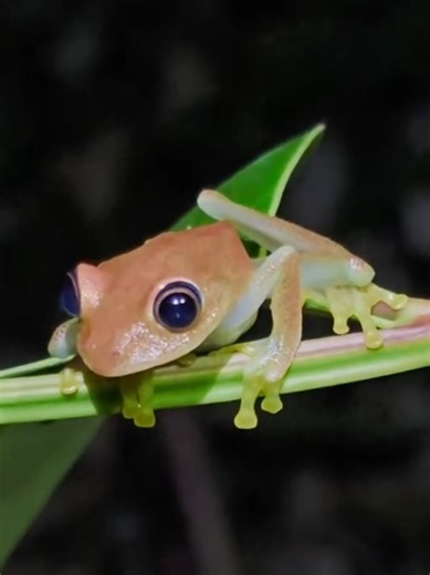 When the sun sets, the creatures of the night become visible.. 🌙✨️🔎 Nightwalks in Madagascar were incredibly rewarding with numerous wildlife sightings every single time! 🐸💚 These nightwalks are for people that want to see the diverse wildlife of the island, given that they are interested in the critters that live on Madagascar besides cute lemurs! 🦎🐸🕷🪲🦂🦗 Unfortunately, I have seen unethical guides and tourists wanting to touch sleeping chameleons and being extremely noisy. 😤😠❌️ If y