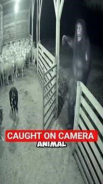 5 Animal Moments Caught on Camera! 😱