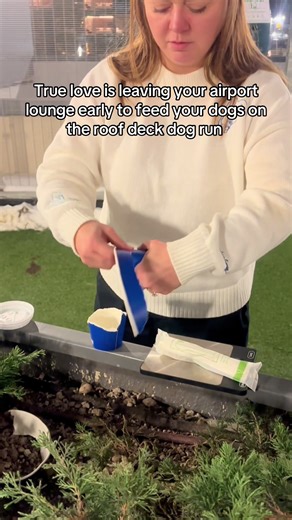 Discover the Roof Deck Dog Park at JFK's JetBlue Terminal