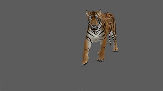 Tiger_WalkCycle Study