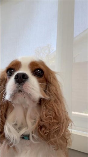 Two Types of Cavalier King Charles Spaniels