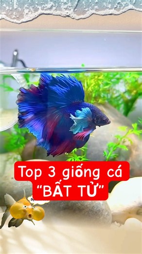 TOP 3 dòng cá cảnh "bất tử" cho các chồng nha