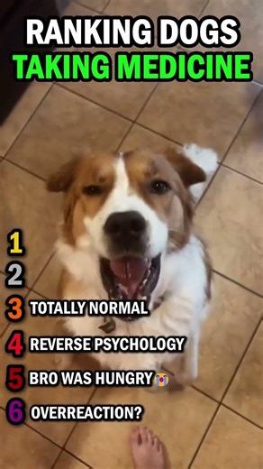 Ranking Tricks To Make Dogs Take Medicine! 🐕😂