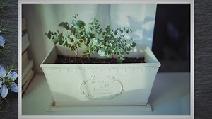 Best Plants For Kokedama: A Guide to Choosing the Perfect Greenery