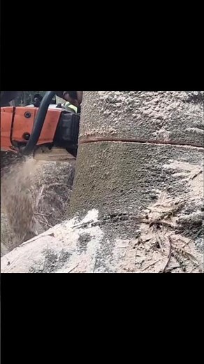 Big Woodworking project #shortvideo #chainsaw #wood