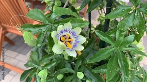 Passiflora edulis, commonly known as passion fruit, is a vine species of passion flower native to south America Stock Video
