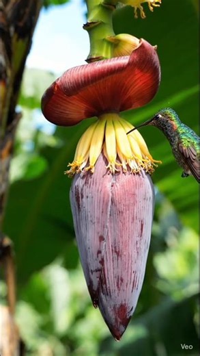 cinematic scene-banana tree