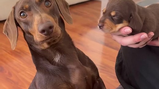 248K views · 2.9K reactions | Rumble on Reels | Facebook