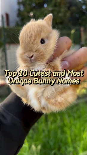 Top 10 Cutest and Most Unique Bunny Names - Discover the World's Rarest Hops 🐰💕