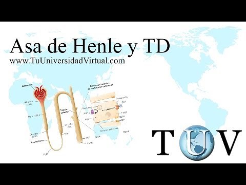 Fisiologia del Asa de Henle, Tubulo contorneado distal, tubulo colector del riñon