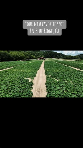 Come see us when you’re traveling to the North Georgia Mountains! #farm #farmtok #blueridge #georgia #northgeorgia #atlanta #chattanooga #fall #pumpkinpatch #market #vegetables #fresh #vacation #farm #farmtok #viral #viralvideo #trending #helpusgrow #herewegrow #lifestyle #farmlife