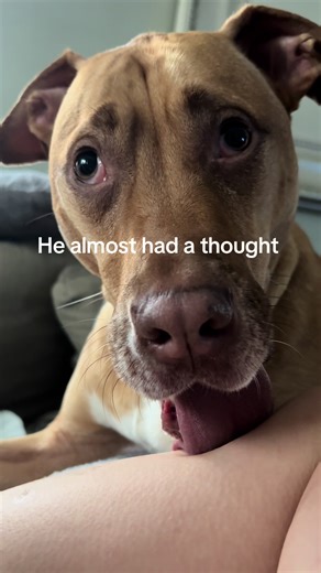 Dog Almost Forms a Thought