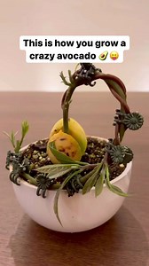 7.1K views · 145 reactions | Nature’s wonders wrapped in an avocado! 陋 Ever noticed the young, brown stems’ incredible flexibility? It’s like watching a young tree dance in the wind! But once they mature into that lush green, they stand firm and resilient. ☝The lesson? Shape your destiny early on; embrace your core later. By @justplantaesthetics #AvocadoWisdom #NatureTeaches #PlantHacks #DIY #AvosFromPeru #HomeHacks | Avocados from Peru | Facebook