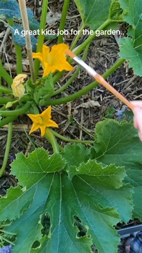 Andrea | A great job for kids in the garden is hand pollinating zucchini, cucumber, or pumpkin! We need to get a little better at being more gentle... | Instagram