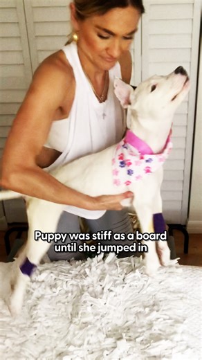 5.1M views · 133K reactions | This puppy was stiff as a board until one woman became determined to fix him ❤️ But told her husband she was NOT going to adopt him... Keep up with Bunny on Instagram: thedo.do/bravelikebunny. Thanks to Ali Thompson for sharing Bunny's story with us: thedo.do/AliThompson. And to Kim Klement for her wonderful photos, see more of her work on Instagram: thedo.do/kimklement10. | The Dodo | Facebook