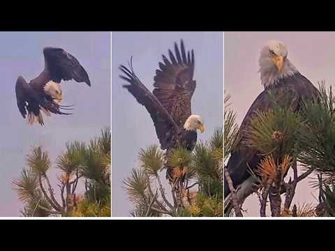 KAYDEE SITS ON TOP OF NEST CANOPY LOOKING STUNNINGLY BEAUTIFUL 💗 SHADOW ON CACTUS SNAG 10.17.26
