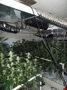 Hash Oil Lab, Marijuana Grow Busted in Live Oak