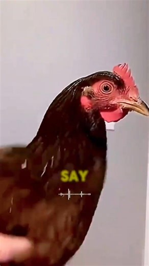 Your $500 Gimbal Can't Compete With This Chicken 🐔 #fail #satisfying #shorts