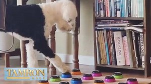 Bunny the Sheepadoodle can talk… No, seriously! Head to the link to hear how Alexis Devine taught Bunny to master over 50 commands on a button board that allows her to “talk.” http://di.sn/6180H6u8C | Tamron Hall Show