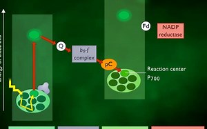 Cyclic and Noncyclic Photophosphorylation（环式/非环式光合磷酸化）