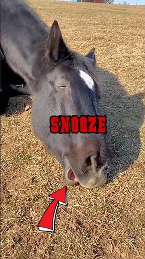 Deer, Penguins, Raccoons & Horses… You Won’t Believe These Noises