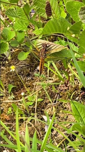 Wonderful - Scarce Chaser dragonflies emerging from our pond (plus some damselflies)