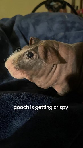 Crispy Gooch Explained: What It Means