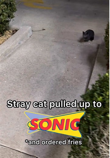 Stray Cat Orders Fast Food at SONIC Drive-In