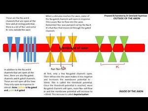 Chapter 15.3: Explaining Resting and Action Potential in Easy Steps